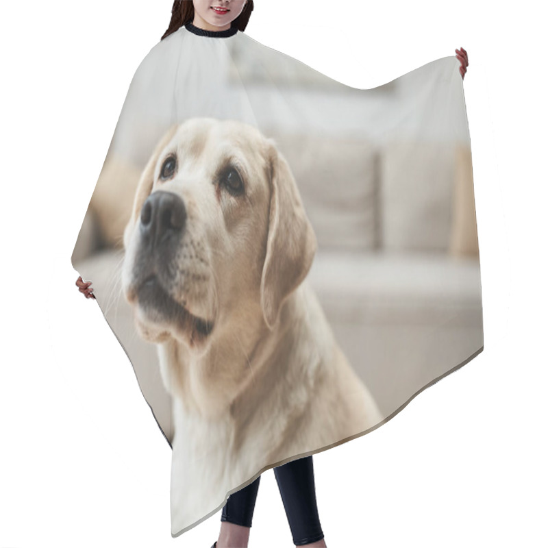 Personality  Domestic Animal, Cute Labrador Looking Away In Living Room Inside Of Modern Apartment Hair Cutting Cape