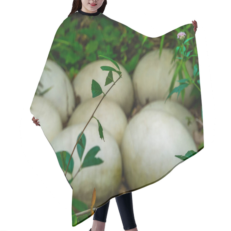 Personality  Big White Elephant Bird Eggs Laying In The Forest, Easter And Nature Background Hair Cutting Cape