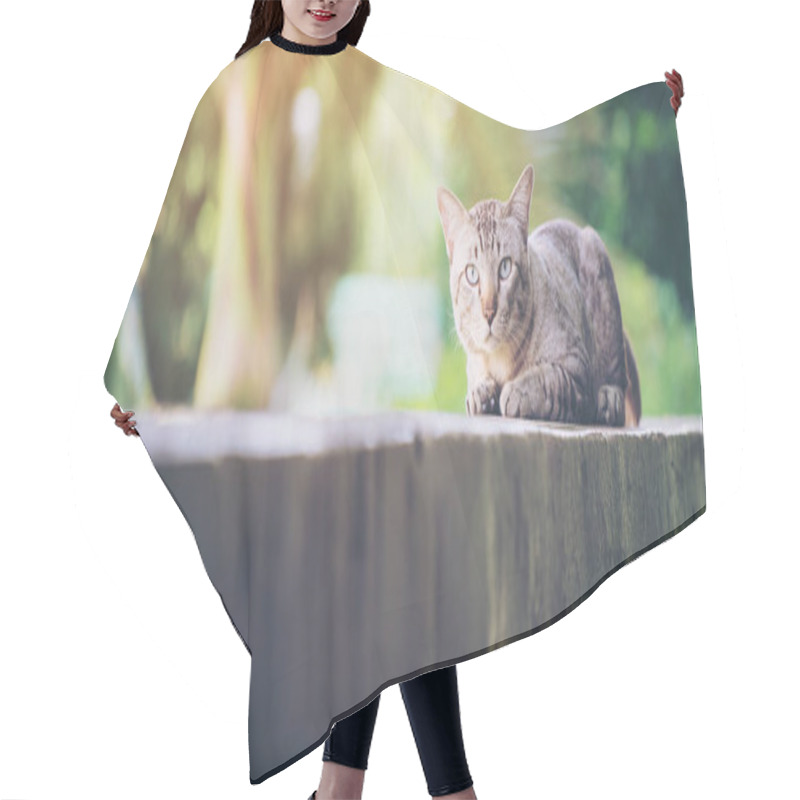 Personality  Cat On The House Wall. Grey Striped Cat Looking At Camera. Hair Cutting Cape