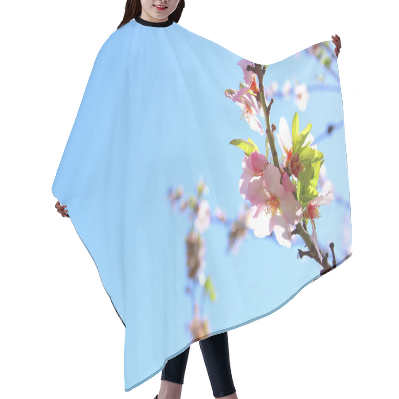 Personality  Background Of Spring White Cherry Blossoms Tree. Selective Focus. Hair Cutting Cape