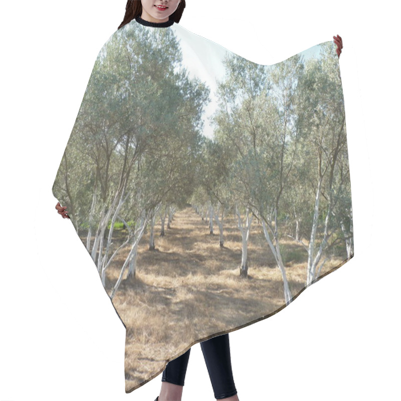 Personality  Sunlit Olive Grove: Rows Of Resilient Trees Standing As Symbols Of Growth, Harmony, And The Timeless Bond Between Nature And Serenity Under A Clear Blue Summer Sky Hair Cutting Cape