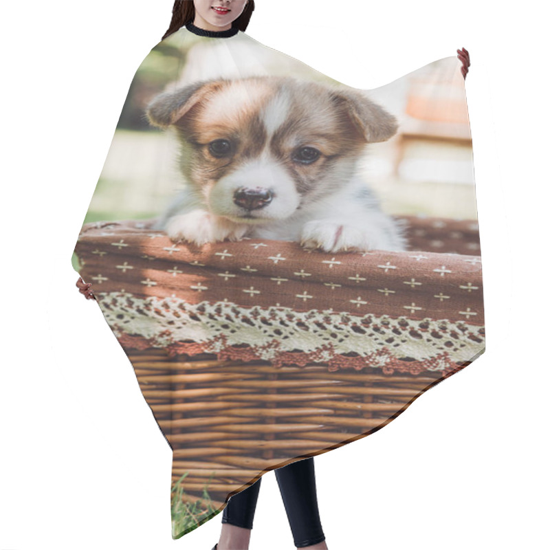 Personality  Cute Adorable Puppy In Wicker Box In Green Summer Garden With Sunlight Hair Cutting Cape