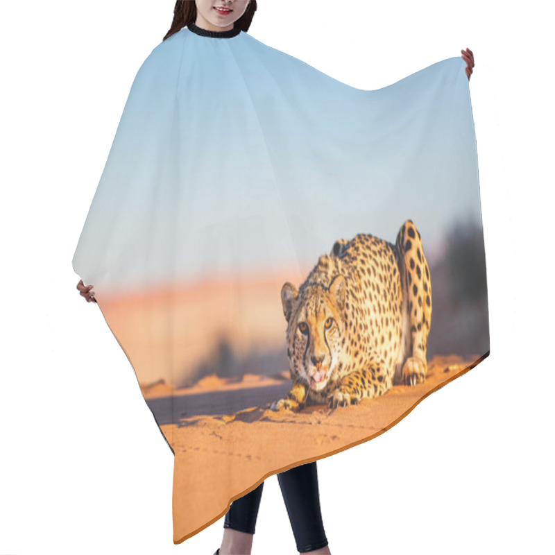 Personality  Beautiful Cheetah Outdoor On Red Sand Dune Early In The Morning At Namib Desert Hair Cutting Cape