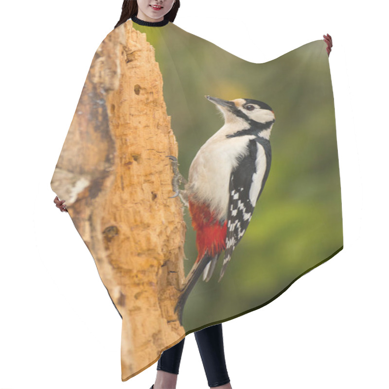 Personality  Great Spotted Woodpecker, Dendrocopos Major Hair Cutting Cape