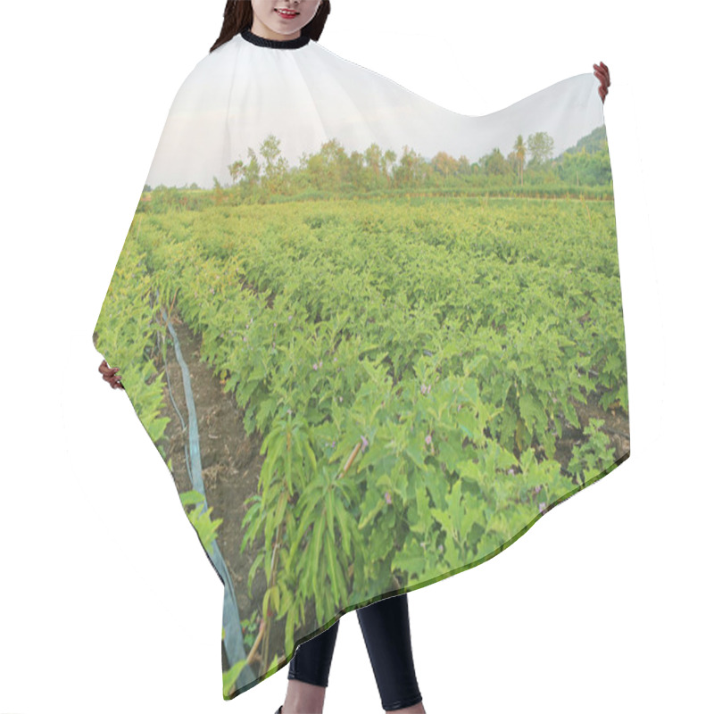 Personality  Green Fields Of Eggplant Hair Cutting Cape