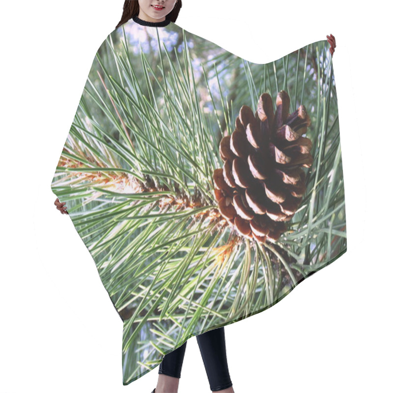 Personality  The Cone Pine. Hair Cutting Cape