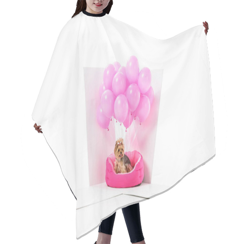 Personality   Yorkshire Terrier In Gift Box With Pink Balloons Isolated On White Hair Cutting Cape