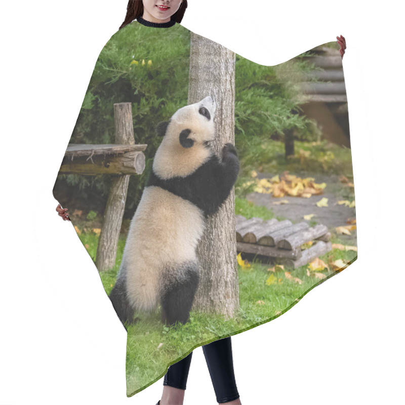 Personality  A Baby Giant Panda Climbing In A Tree, Funny Animal Hair Cutting Cape