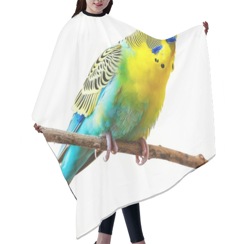 Personality  Colorful Blue And Yellow Budgerigar Perched On A Branch, Showcasing Its Vibrant Plumage And Playful Demeanor. Hair Cutting Cape