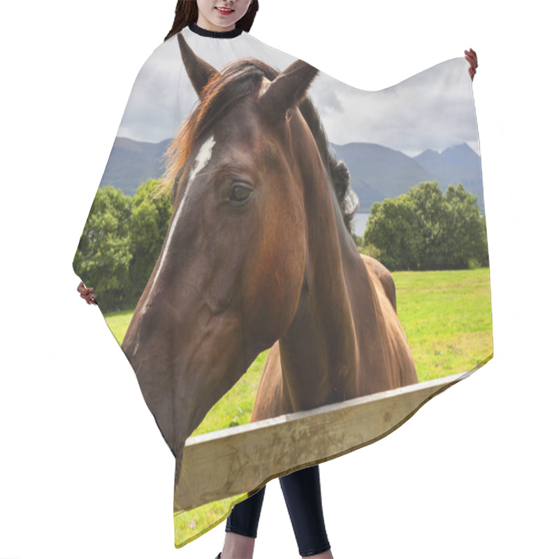 Personality  Head Of Horse On The Meadow Hair Cutting Cape