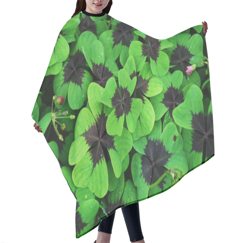 Personality  Red-leaved Clover Hair Cutting Cape