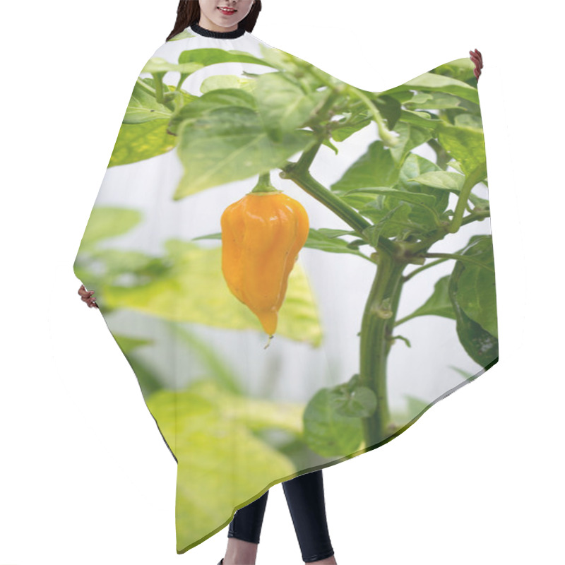 Personality  Yellow Bhut Jolokia Hair Cutting Cape