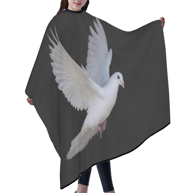 Personality  White Dove Flying Isolated At The Black Hair Cutting Cape