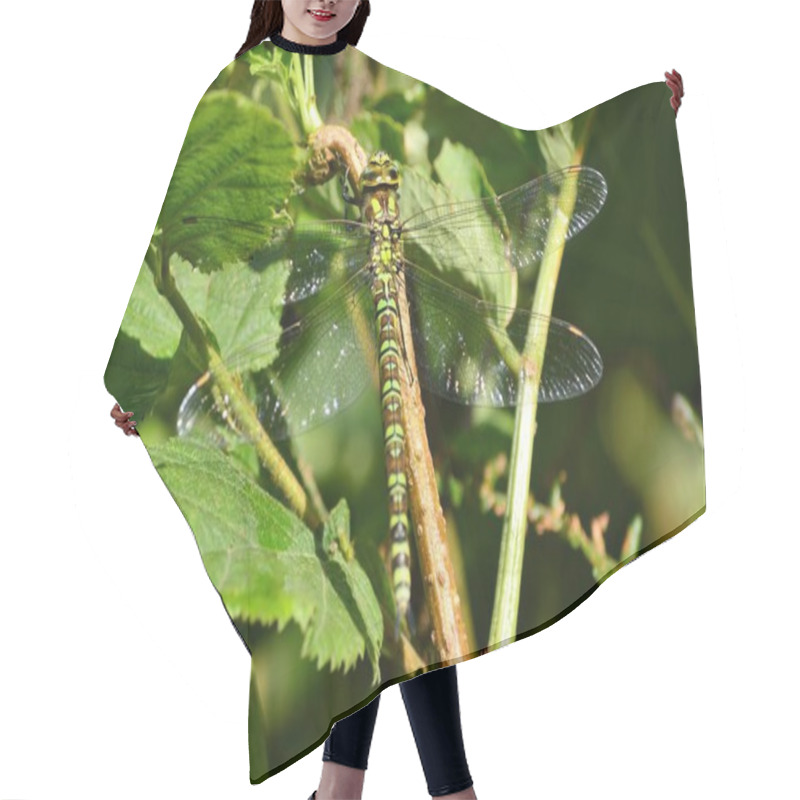 Personality  Dragonfly Resting On Foliage Hair Cutting Cape