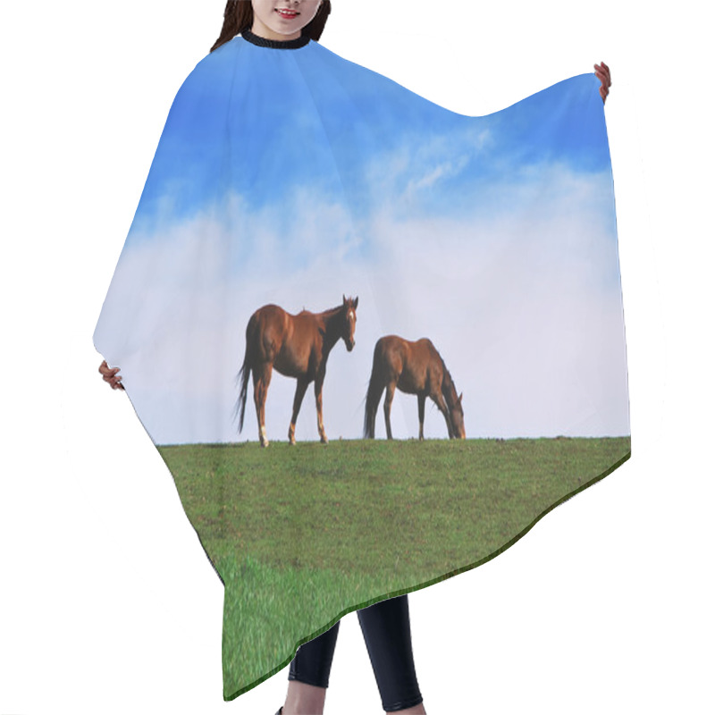 Personality  Two Brown Horses Grazing On Pasture On Green Grass And Blue Sky Cloudy Background. One Horse Looking At The Camera Hair Cutting Cape