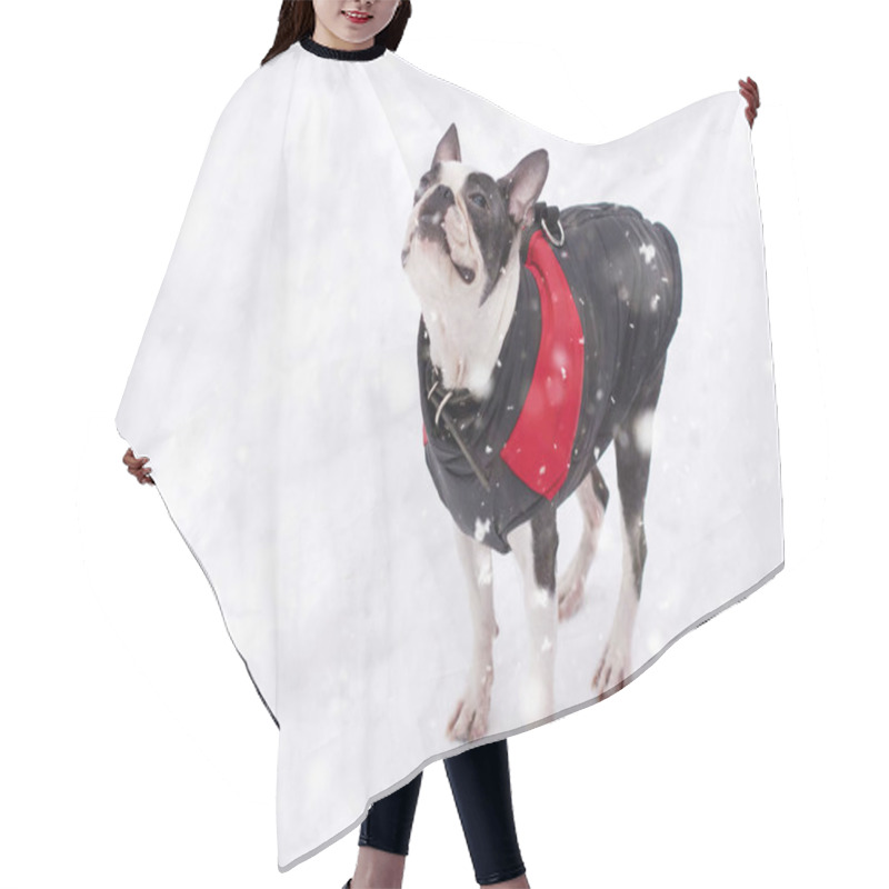 Personality  Dog Breed Boston Terrier In Winter Clothes Hair Cutting Cape