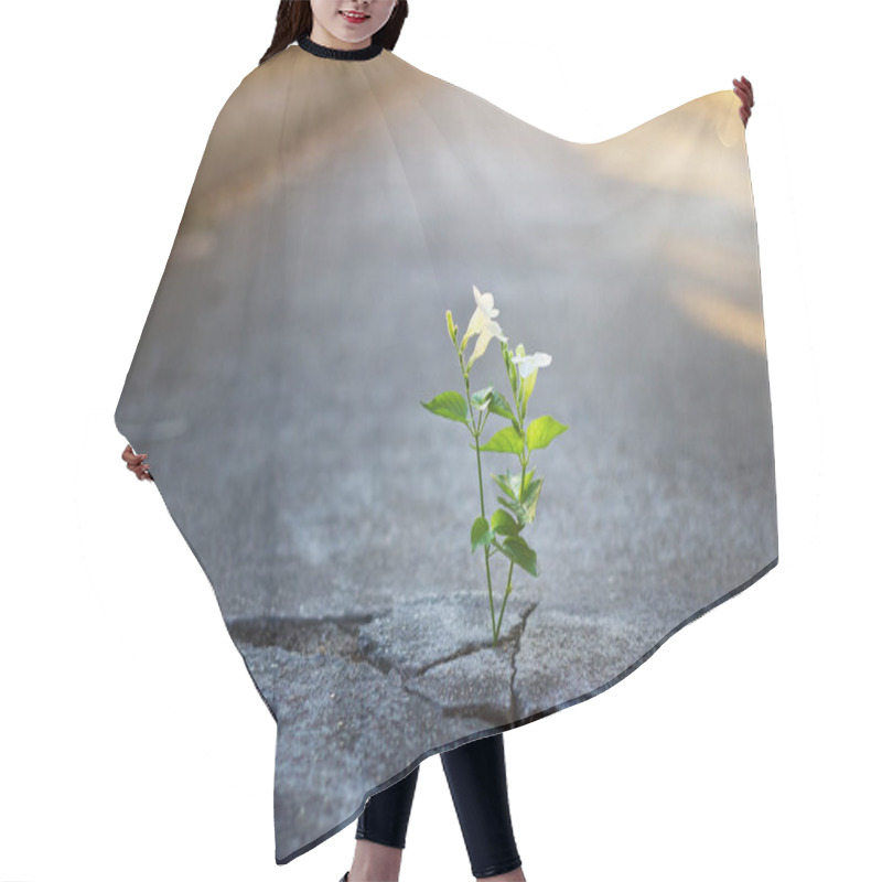 Personality  White Flower Growing On Crack Street, Soft Focus, Blank Text Hair Cutting Cape