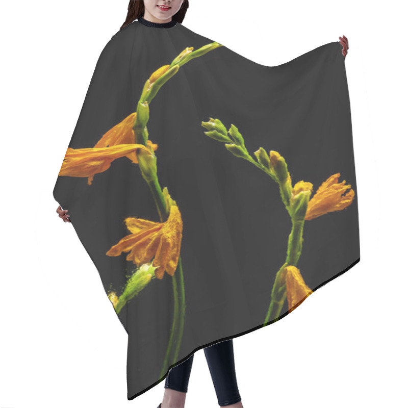 Personality  Beautiful Wet Orange Lilies And Buds On Green Stems Isolated On Black Hair Cutting Cape