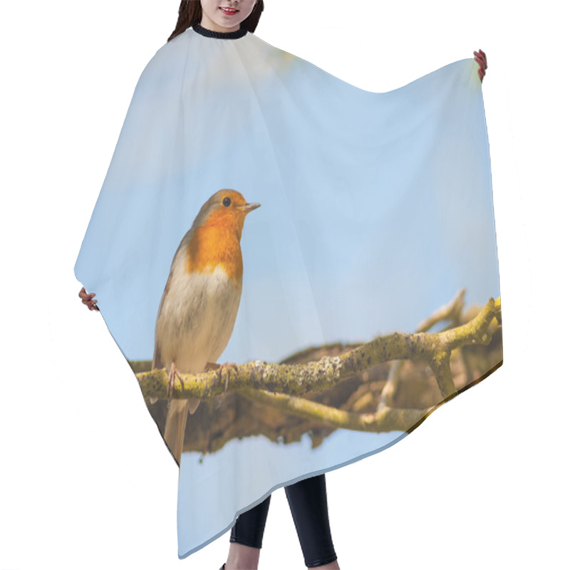 Personality  Red Robin Bird Perched In The Shade Hair Cutting Cape