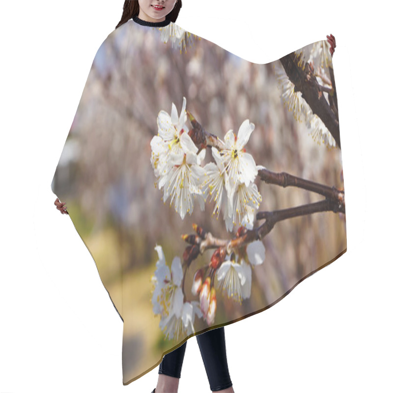 Personality  Cherry Tree, White Cherry Blossoms In Nobeoka Miyazaki Japan Hair Cutting Cape