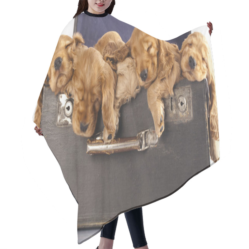 Personality  English Cocker Spaniel Puppy Sleeping Hair Cutting Cape