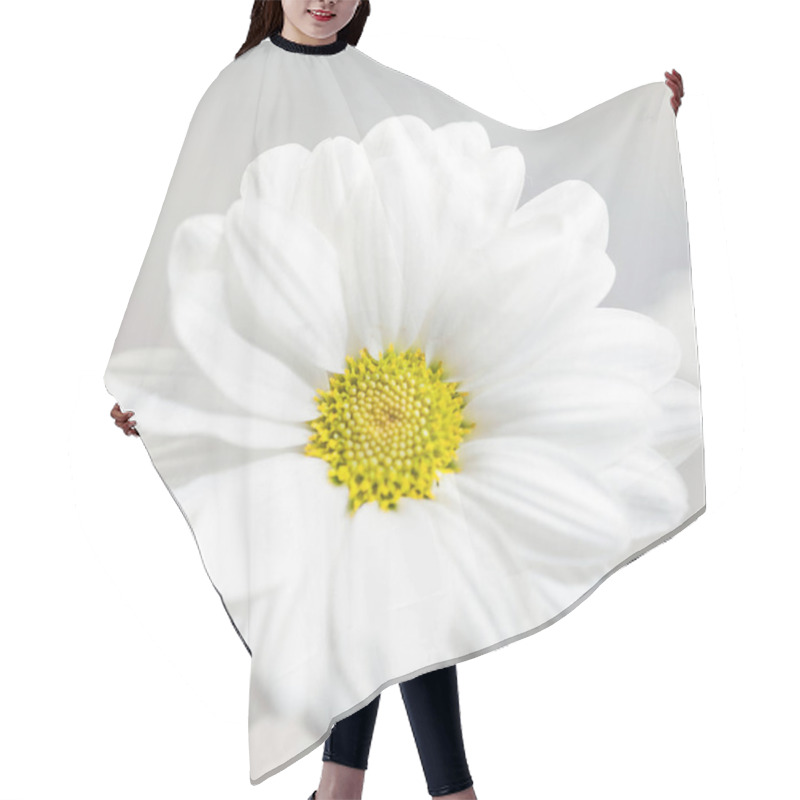 Personality  Spring Flowers Wallpaper. White  Gerbera Flower Or Daisy Flower On Grey Background Close Up Hair Cutting Cape