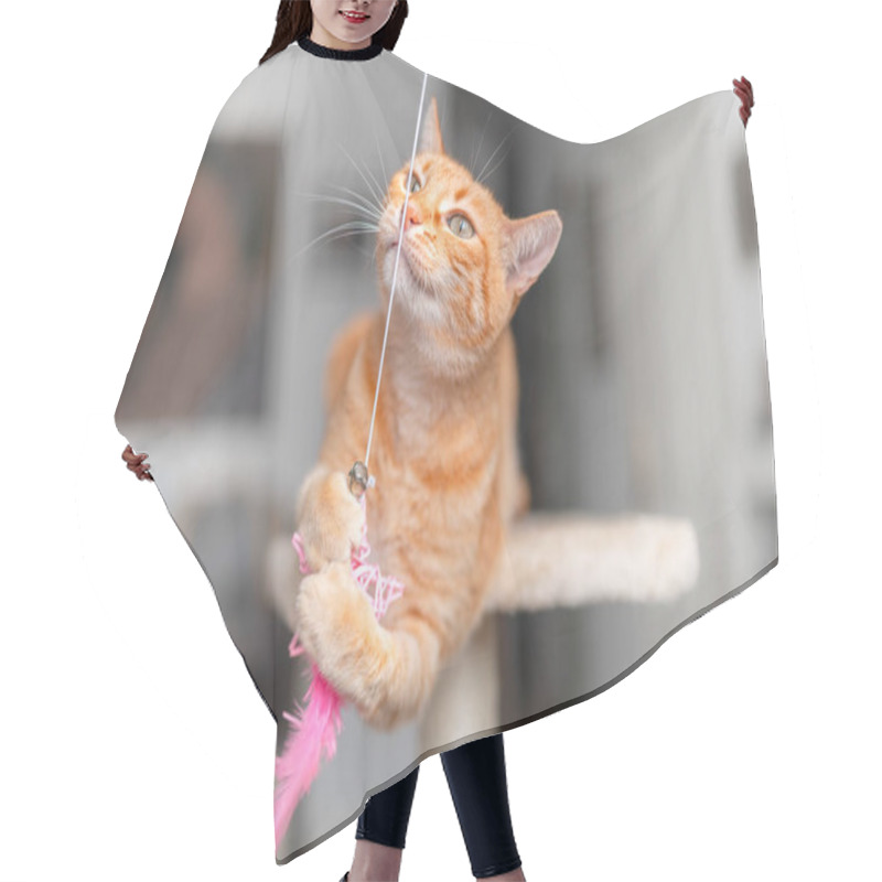 Personality  Brown Tabby Cat With Green Eyes Lying On A Scratching Tower Hair Cutting Cape