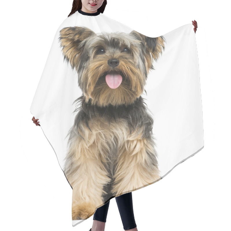 Personality  Front View Of A Yorkshire Terrier Sitting, Panting, 9 Months Old Hair Cutting Cape