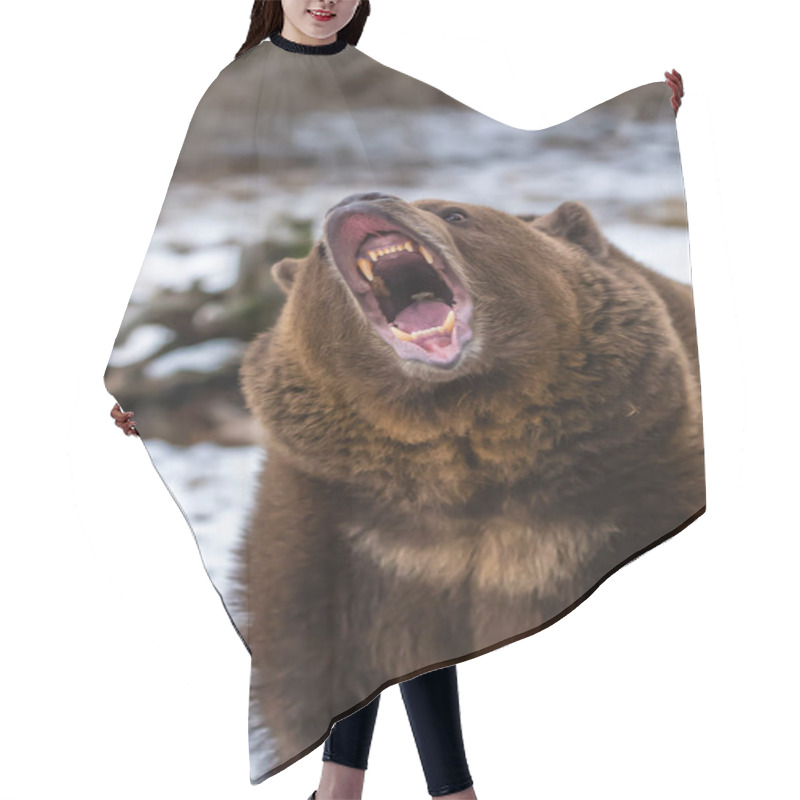 Personality  A Grizzly Bear Enjoys The Winter Weather In Montana Hair Cutting Cape