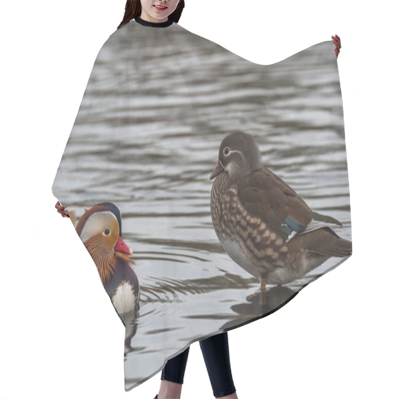 Personality  Male And Female Mandarin Ducks  Hair Cutting Cape