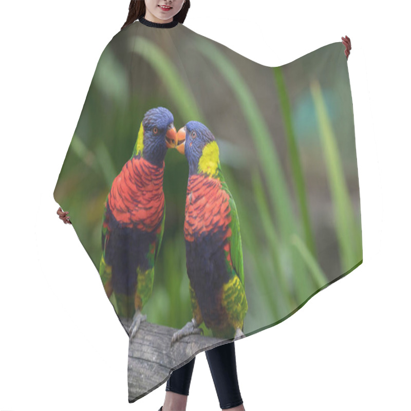 Personality  Two Rainbow Lorikeets Kiss In The Jardin De Balata, Martinique Hair Cutting Cape