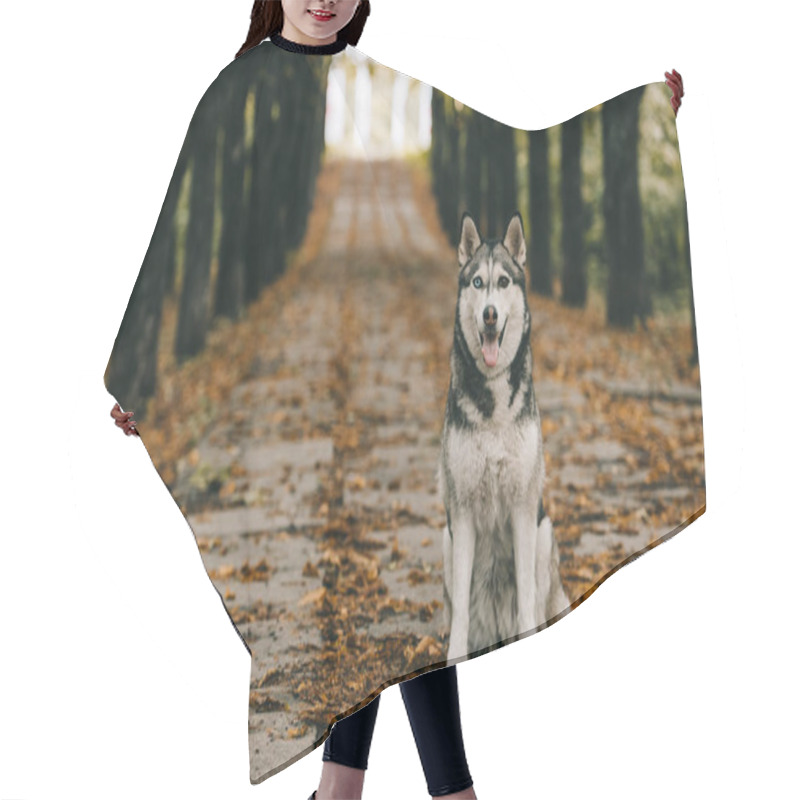 Personality  Friendly Husky Dog Sitting On Foliage In Autumn Park Hair Cutting Cape