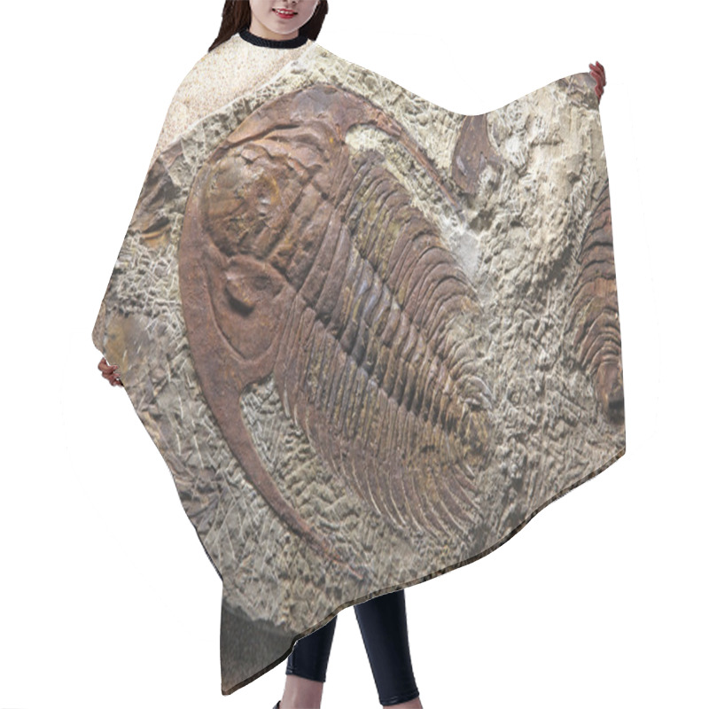 Personality  Trilobite Fossil Hair Cutting Cape