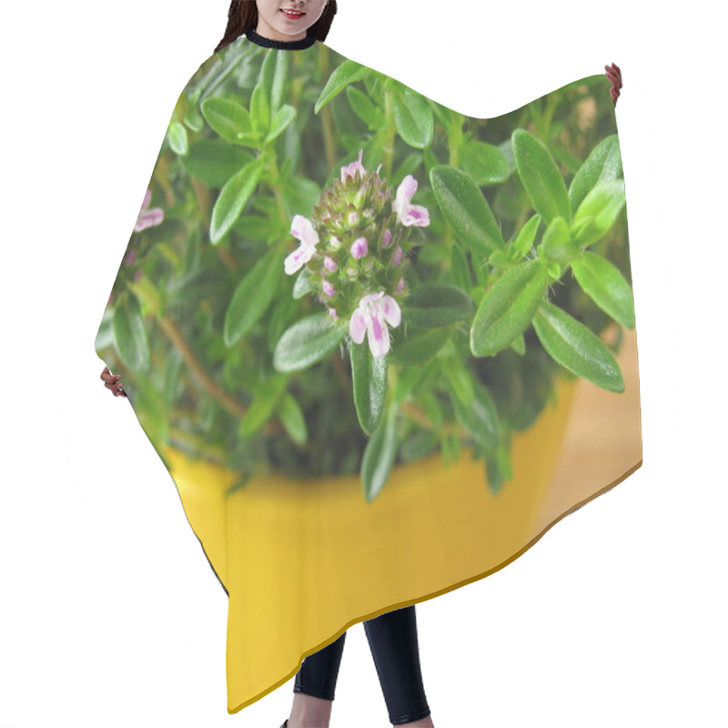 Personality  Blossoming Winter Savory In Flowerpot Hair Cutting Cape