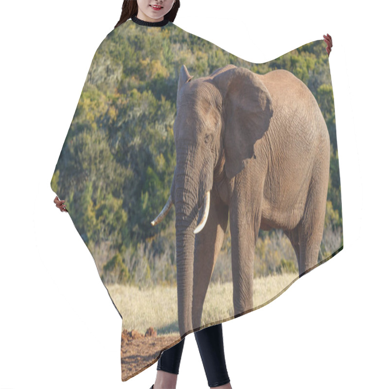 Personality  Elephant Standing And Staring At The Ground In The Field Hair Cutting Cape