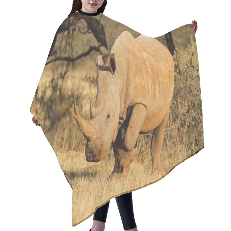 Personality  White Rhinoceros In Natural Habitat  Hair Cutting Cape