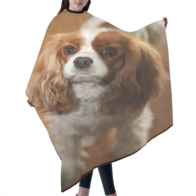 Personality  Dog. Family Pet. Family Member. Family Dog. King Charles Spaniel. Cavalier King Charles Spaniel. A Beautiful And Cute Dog Of The Cavalier King Charles Spaniel Breed. Lap Dog. Family Friend. Mans Best Friend. Loyal Dog. Beautiful Dog Breed. Sweet Dog. Hair Cutting Cape