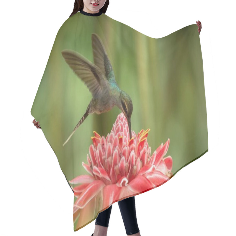 Personality  Green Hermit (Phaethornis Guy) Hovering Next To Big Red Flower, Bird In Flight, Caribean Tropical Forest, Trinidad And Tobago, Natural Habitat, Beautiful Hummingbird Sucking Nectar,green Background Hair Cutting Cape