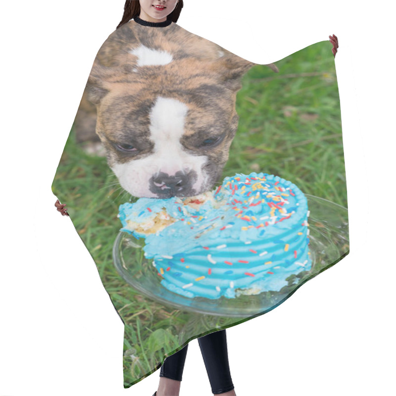 Personality  English Bulldog Puppy Eating Cake Hair Cutting Cape