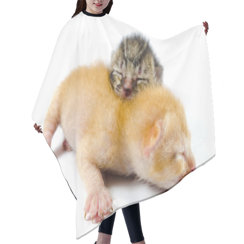 Personality  Two Newborn Kittens Hair Cutting Cape