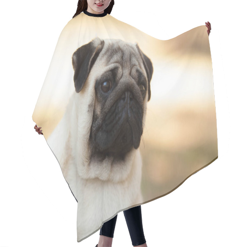 Personality  Dog Breed Pug Beautiful Portrait Isolated On Nature Hair Cutting Cape