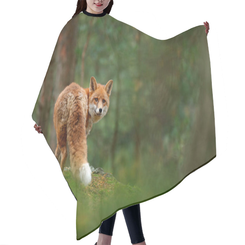 Personality  Cute Red Fox In Forest Hair Cutting Cape