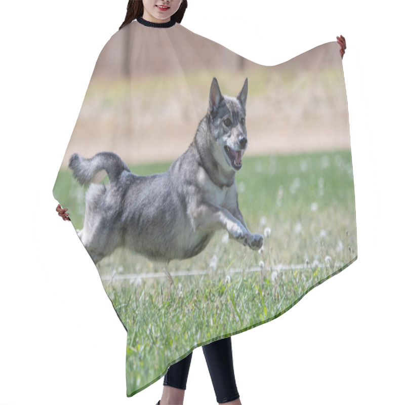 Personality  Swedish Vallhund Running In Fast Cat Lure Coursing Challenge Hair Cutting Cape