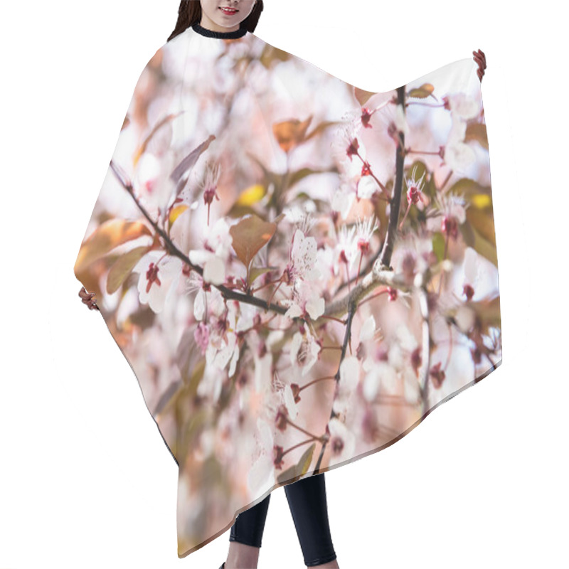 Personality  Close-up View Of Beautiful Blossoming Cherry Tree Branch, Selective Focus Hair Cutting Cape