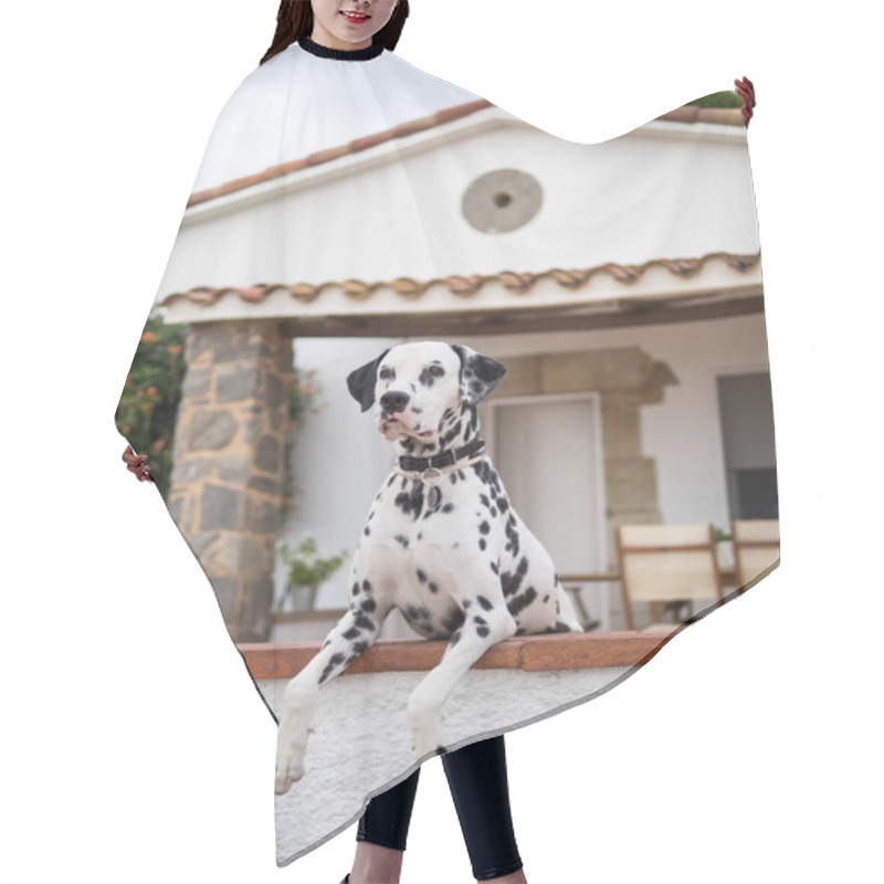 Personality  The Dalmatian Dog Hair Cutting Cape