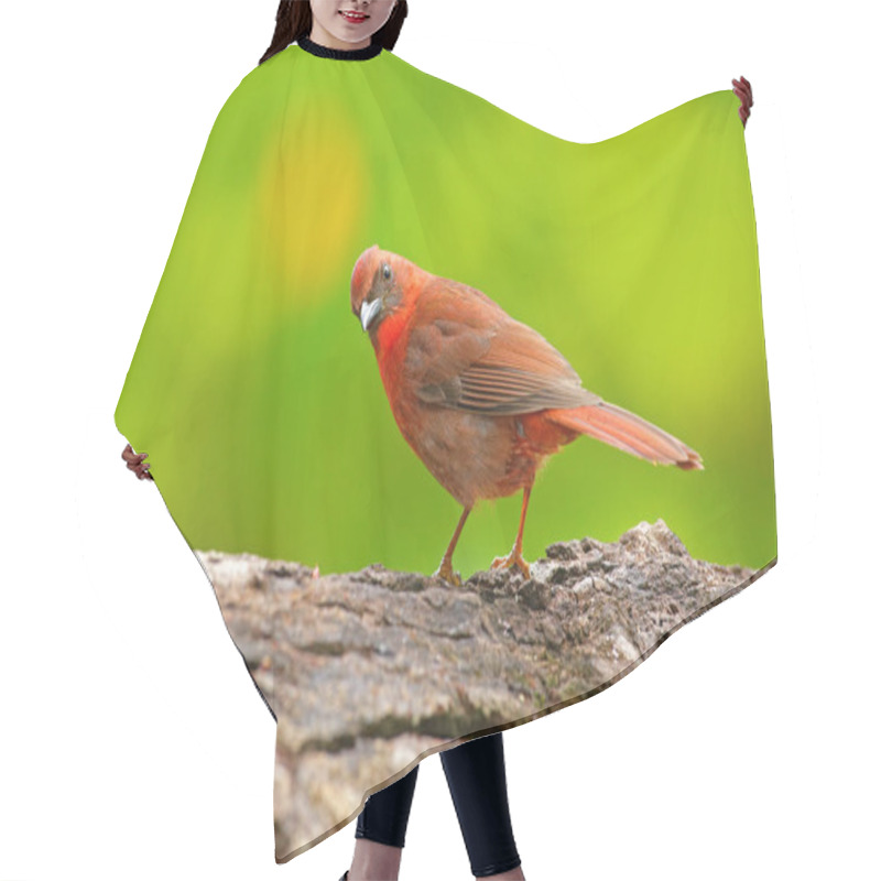 Personality  Red-throated Ant-Tanager Hair Cutting Cape