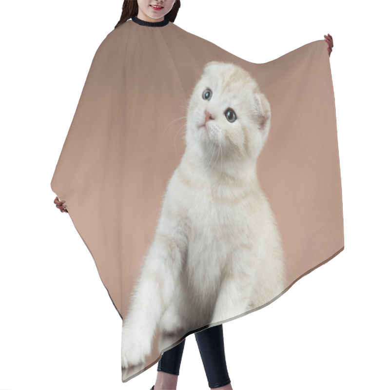 Personality  Kitten Hair Cutting Cape