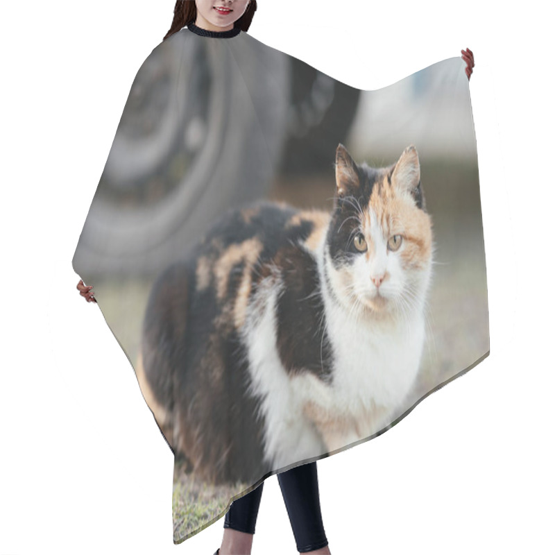 Personality   The Cat Sits On The Background Of A Car Wheel. High Quality Photo Hair Cutting Cape