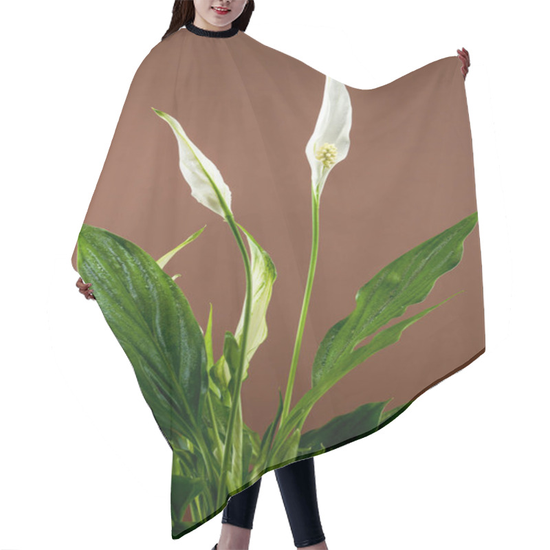 Personality  Close-up Of A Peace Lily Plant With Lush Green Leaves And Emerging White Spathes, Set Against A Rich Brown Background. Hair Cutting Cape