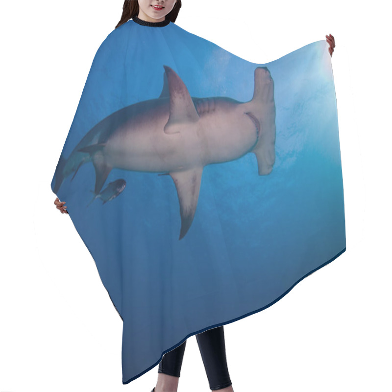 Personality  Great Hammer Head Shark Hair Cutting Cape